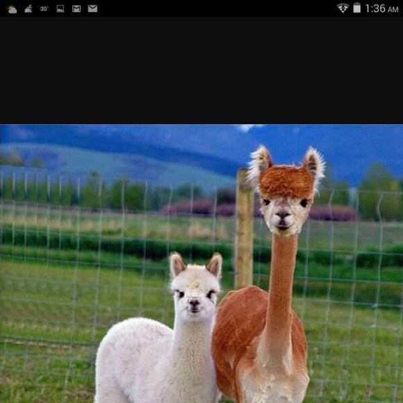 Meet your Posher, Kenny - Picture 1 of 1